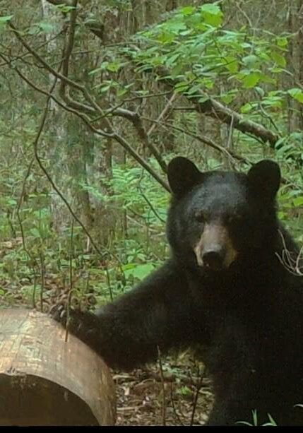 Black bear in forest with log