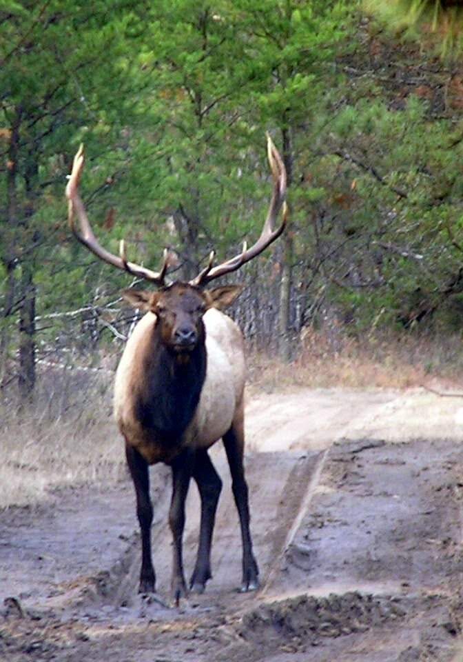 Elk standing on forest path